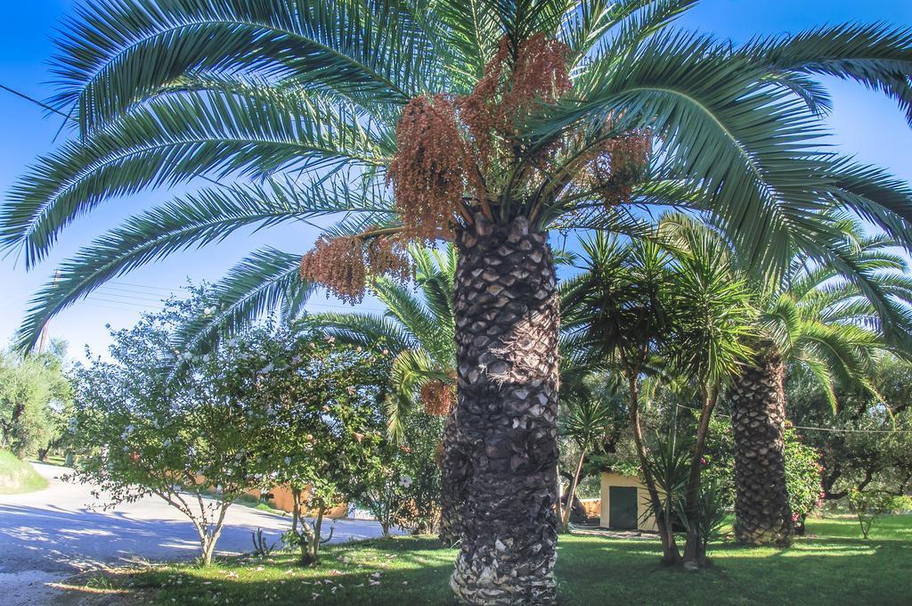 Olive Grove Apts Lithakia  Camera foto